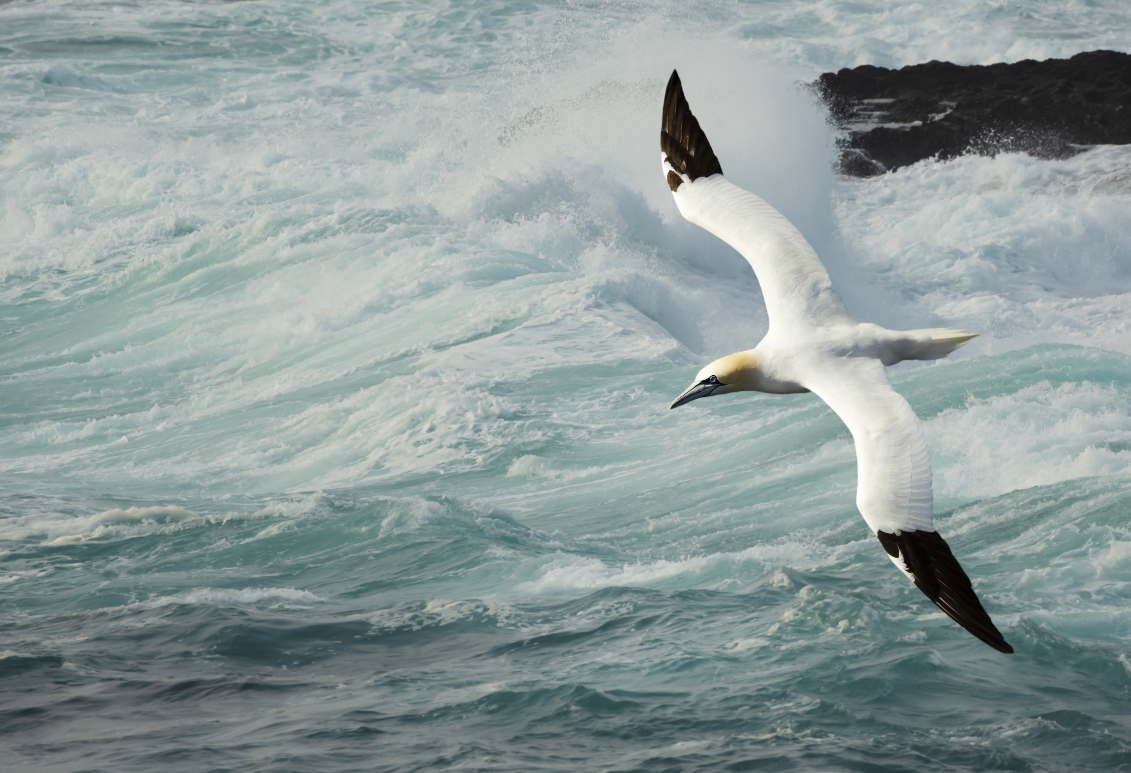 Gannet[1]