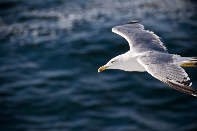 Herring Gull[1]